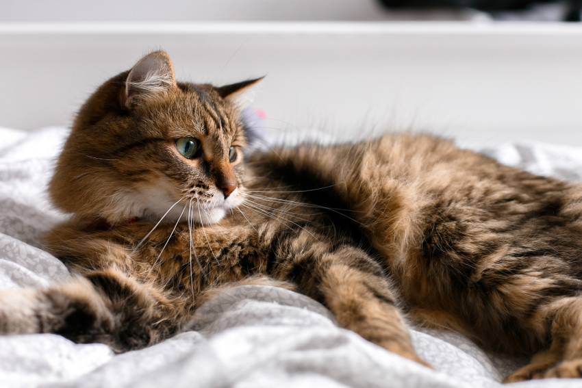 cute cat with green eyes