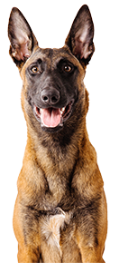 belgian shepherd