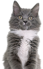 gray cat with white chest